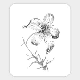 Tiger Lily Sticker